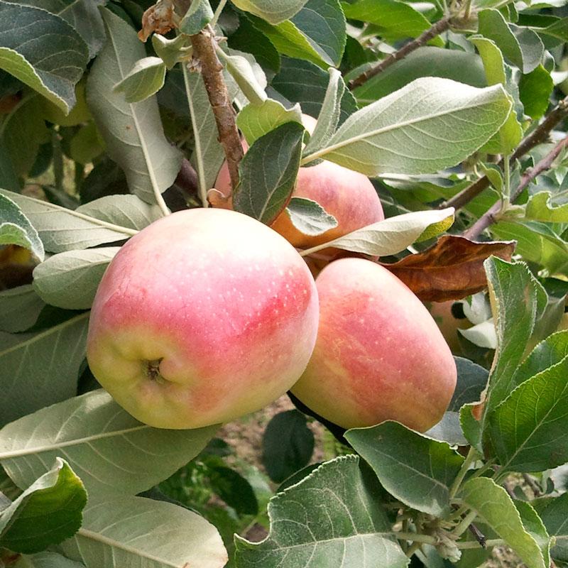 Low Chill Apple, 4 on 1 Multi Grafted Fruit Tree