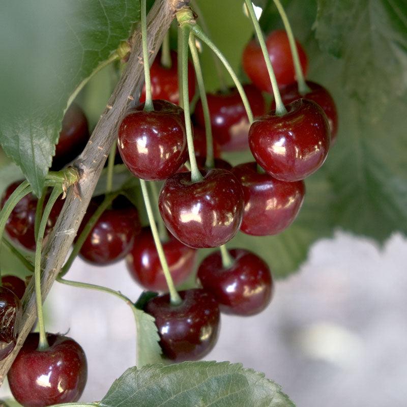 Sweet Cherry, 3 on 1 Multi Grafted Fruit Tree