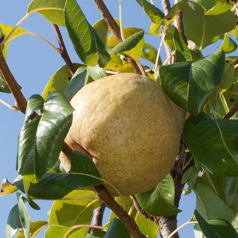Disease Resistant Pears, 4 on 1 Multi Grafted Fruit Tree