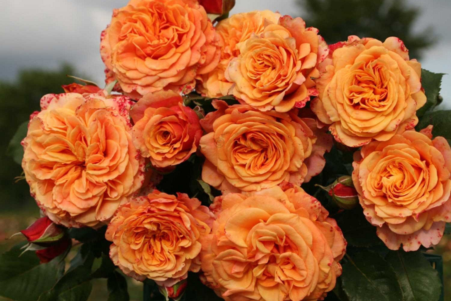 Crazy Love Rose 1.5 Gallon Container