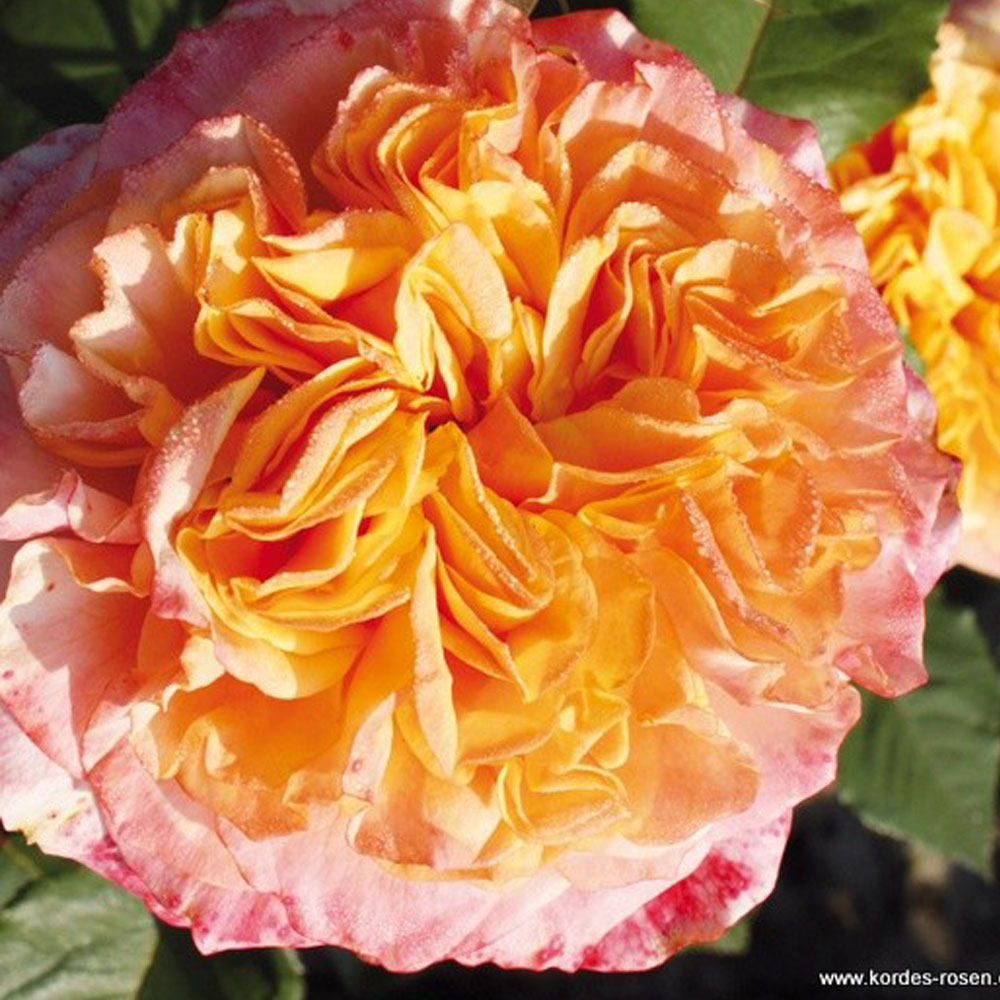 Crazy Love Rose 1.5 Gallon Container