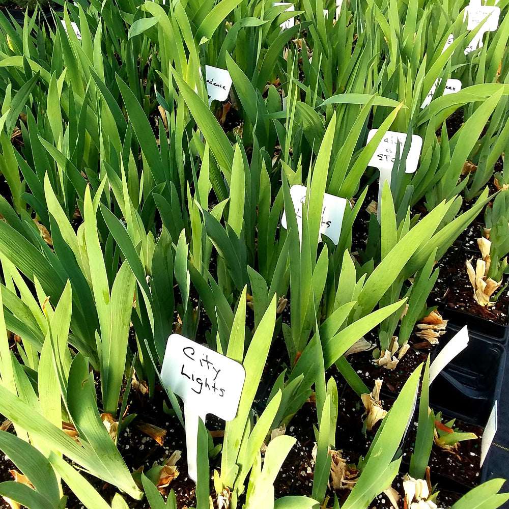 Healthy Crow's Feet iris plants with vibrant green foliage in a garden nursery