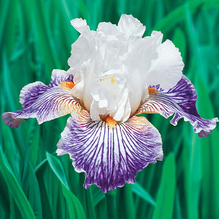 Crow's Feet iris with vibrant purple and white petals, set against a green background