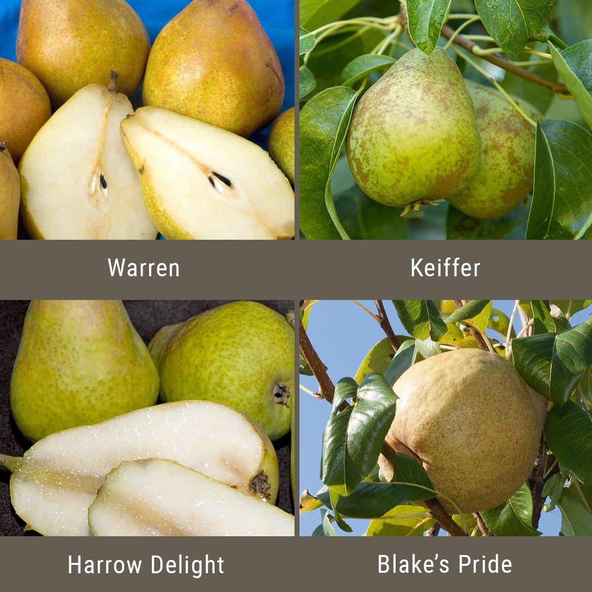 Disease Resistant Pears, 4 on 1 Multi Grafted Fruit Tree