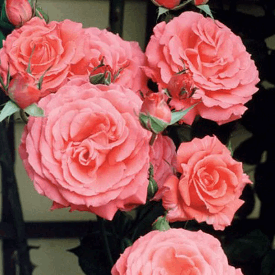 America Climbing Rose 1.5 gallon Pot
