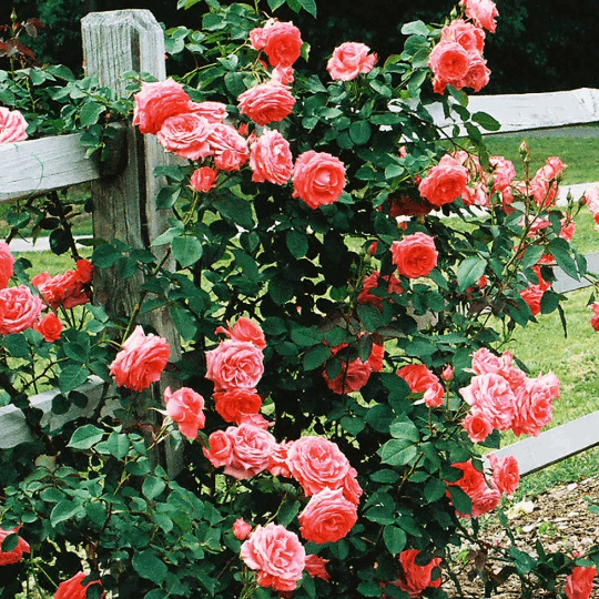 plant climbing rose in pot America Climbing Rose 1.5 gallon Pot