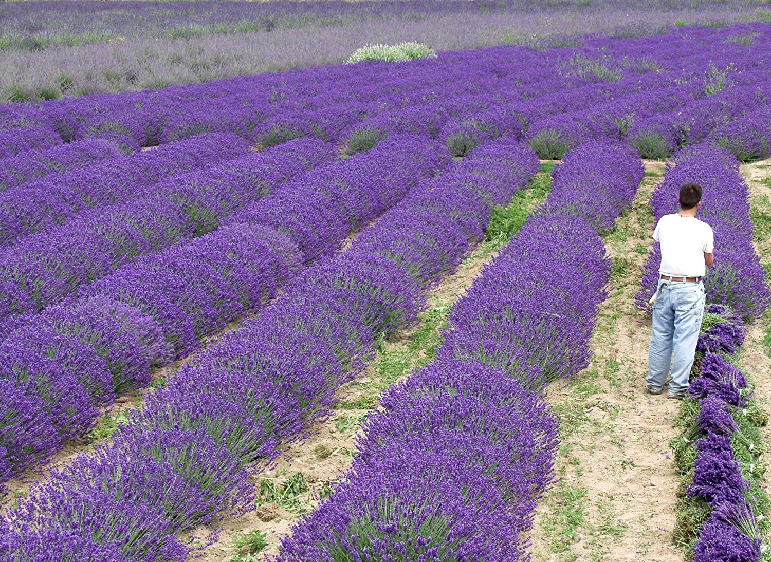 Live Munstead Lavender Plant (Lavandula angustifolia)