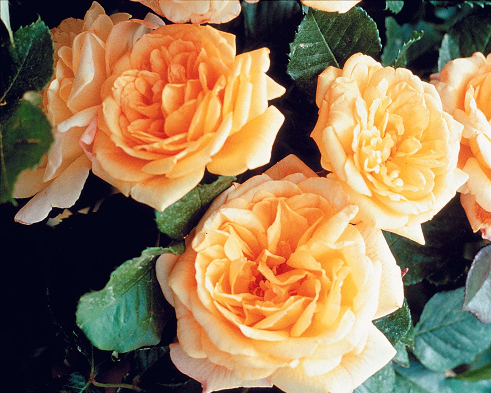 Vibrant yellow climbing rose plant with lush green leaves, perfect for garden trellises and arbors