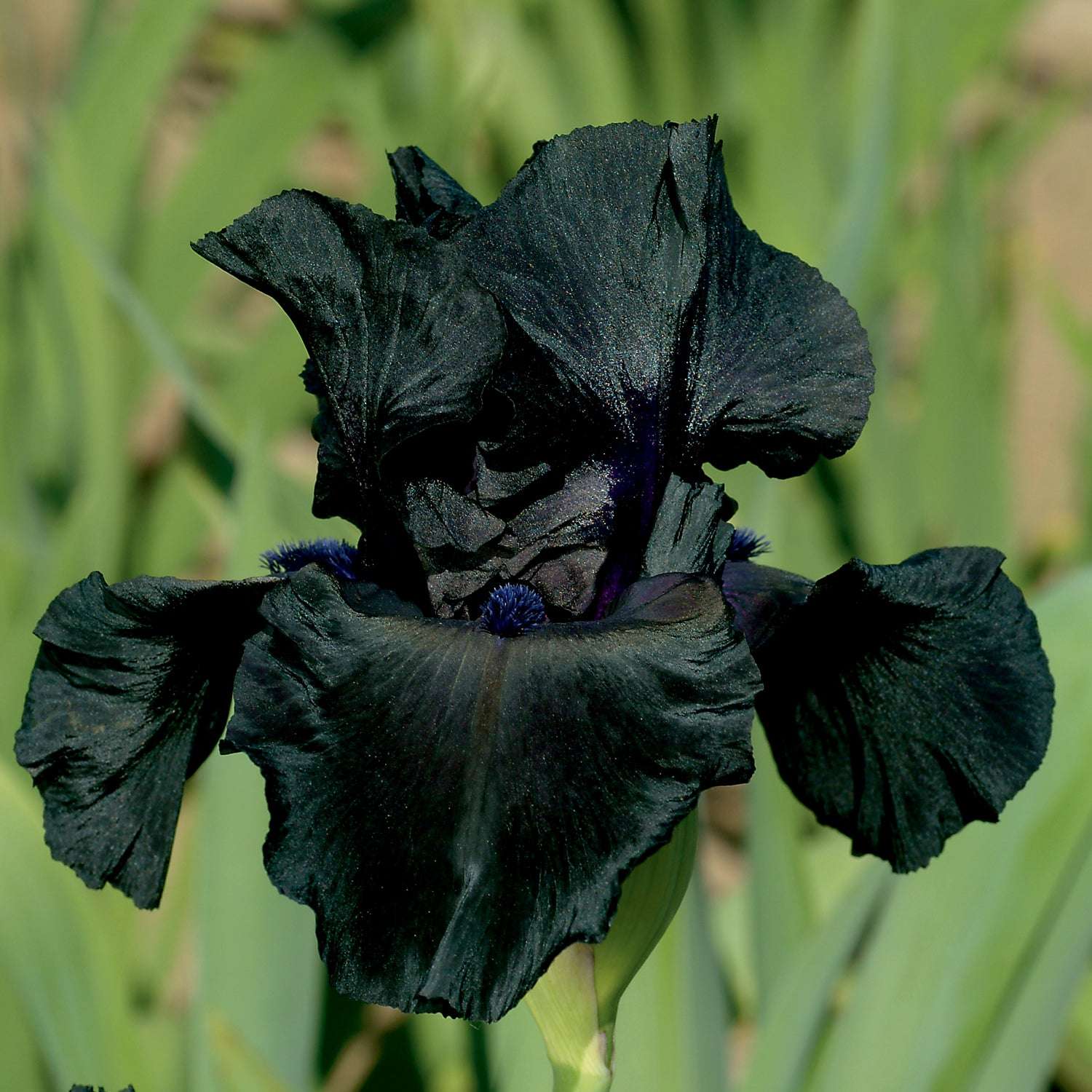 Beautiful fragrant black iris flower showcasing deep black petals and rich texture in lush green garden