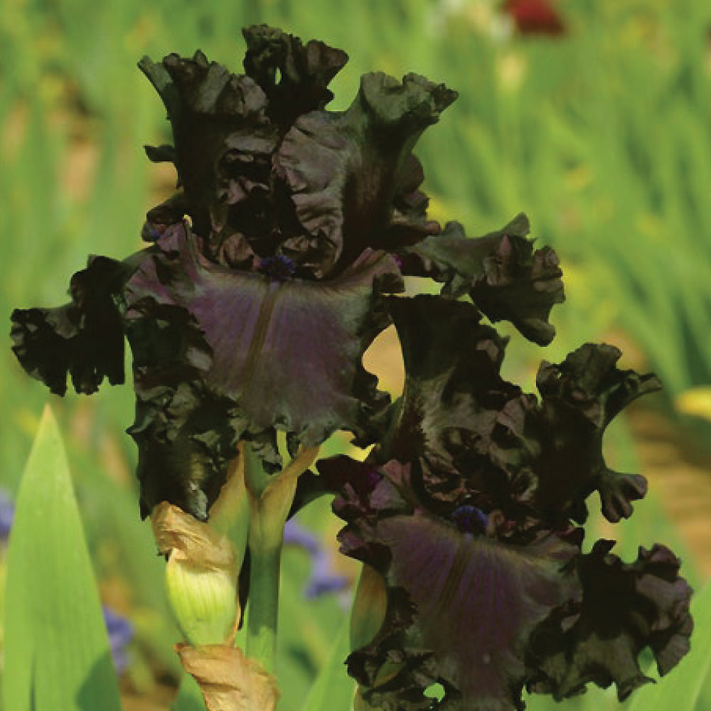 Beautiful fragrant iris plant with striking dark petals and vibrant green foliage, perfect for gardens