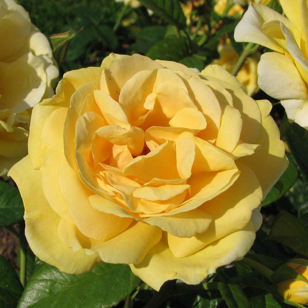 Michelangelo Rose Plant with Fragrant Yellow Blooms, perfect to buy fragrant rose plants online for your garden