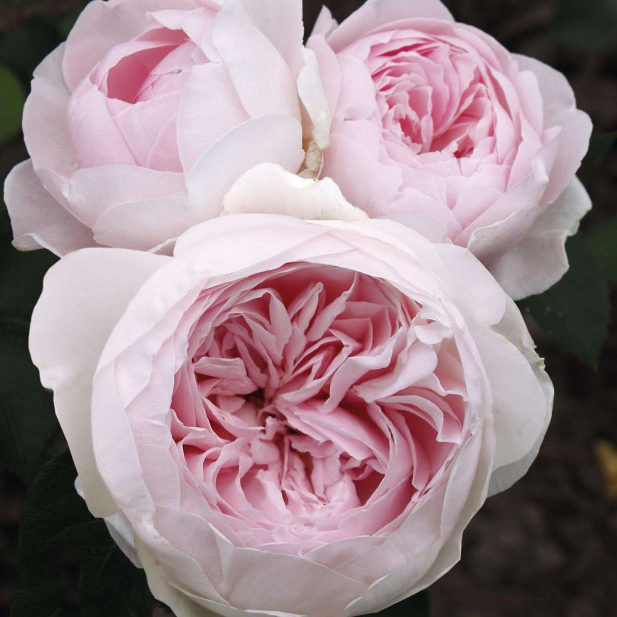 Earth Angel rose blooms in soft pink, showcasing lush layers of petals in a 1.5 gallon pot