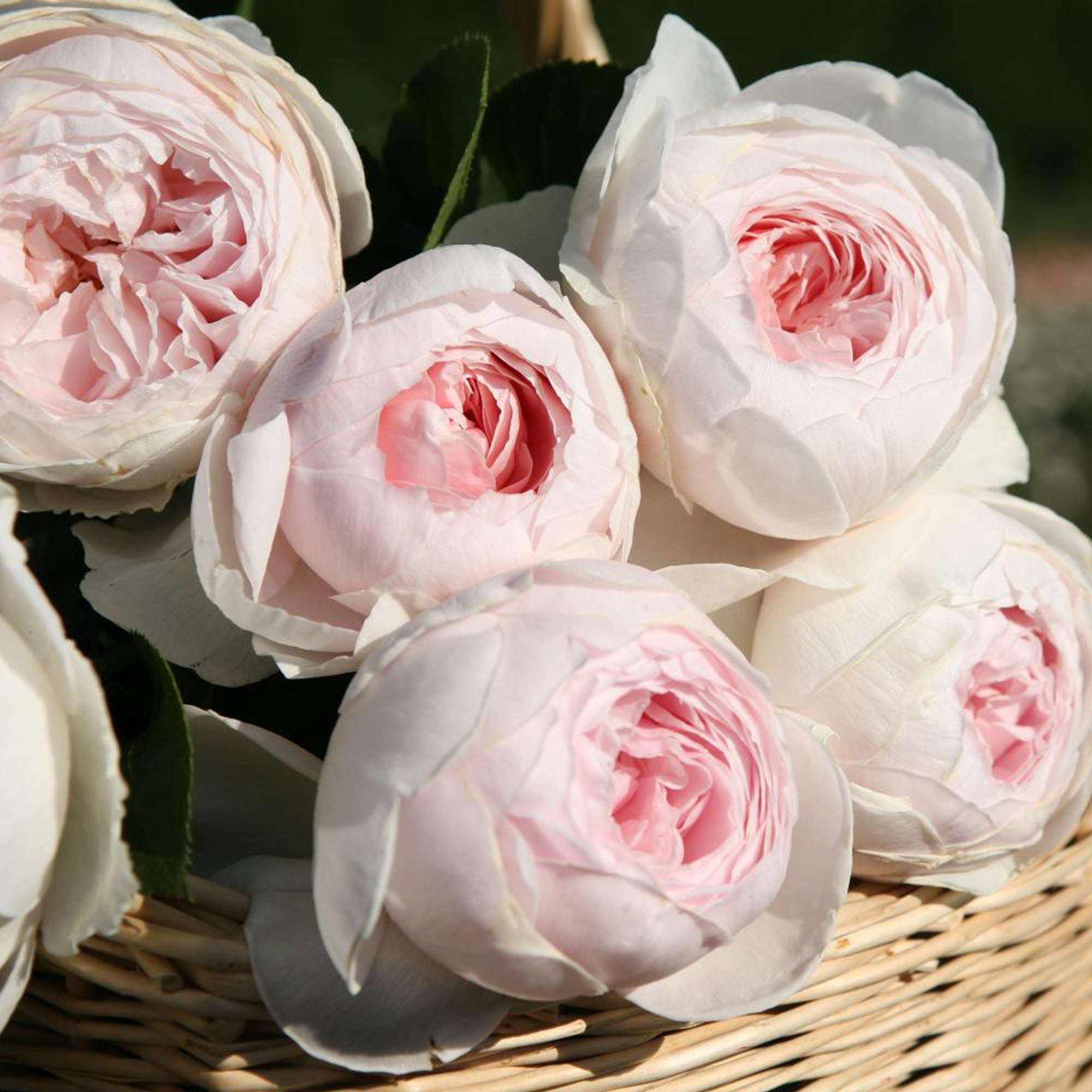 Earth Angel rose plant in a 1.5 gallon pot with soft pink blooms and lush green leaves