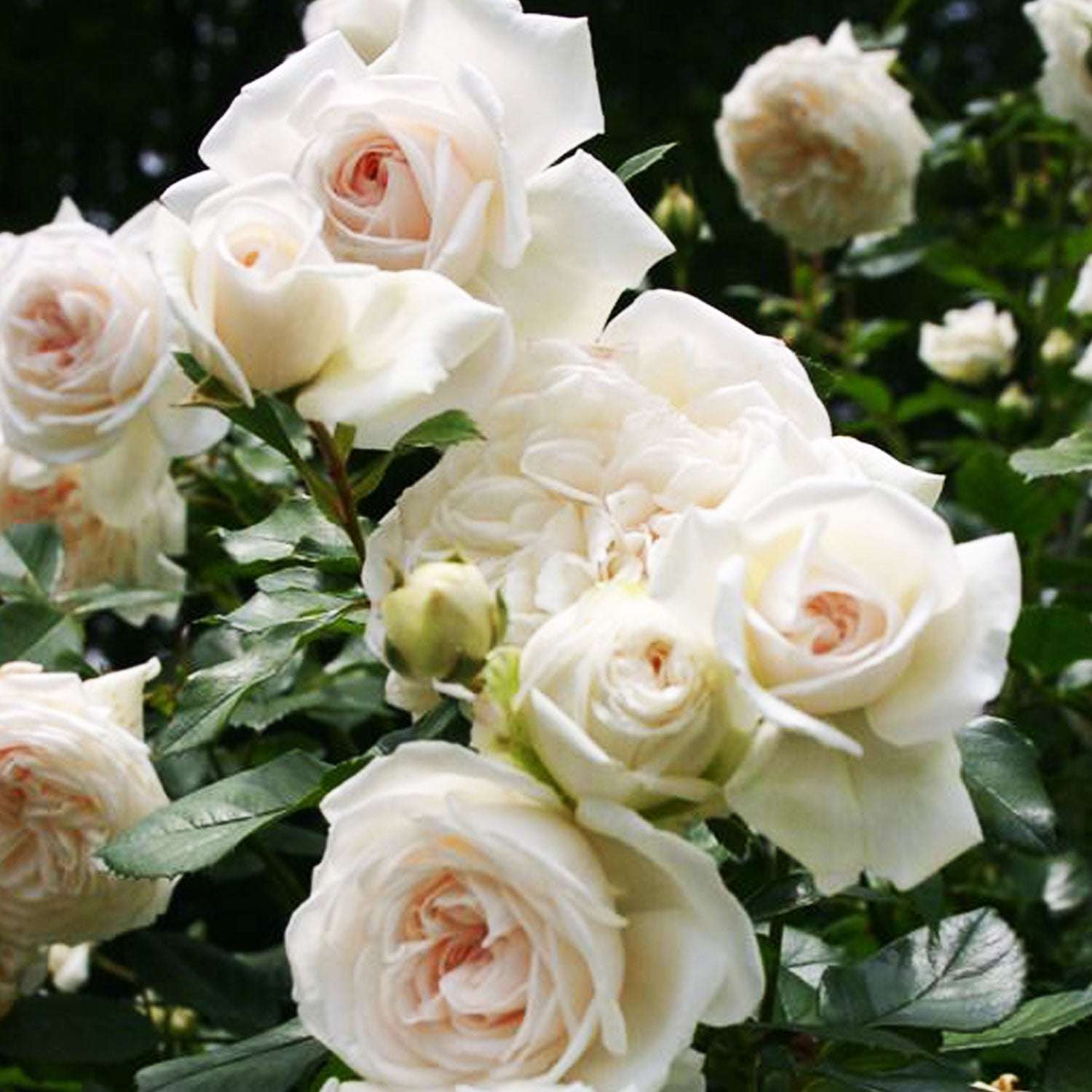 Arborose Honeymoon Climbing Rose plant in a 1.5 gallon pot with fragrant climbing rose blooms