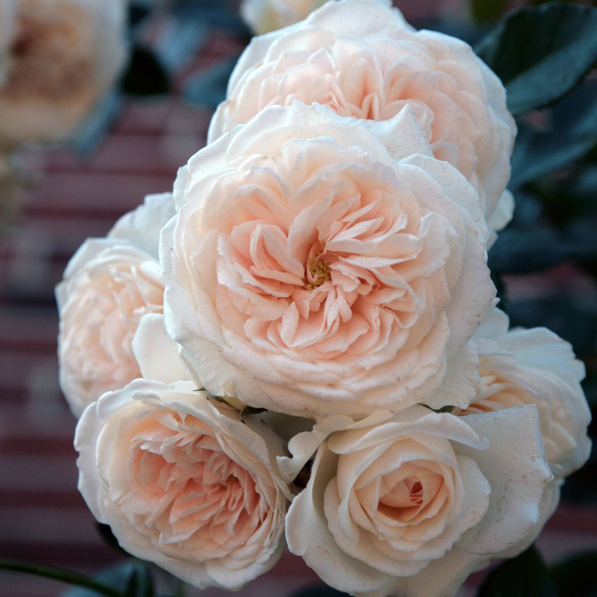 Arborose Honeymoon Climbing Rose in 1.5-gallon pot with fragrant climbing rose blooms in soft pink hues