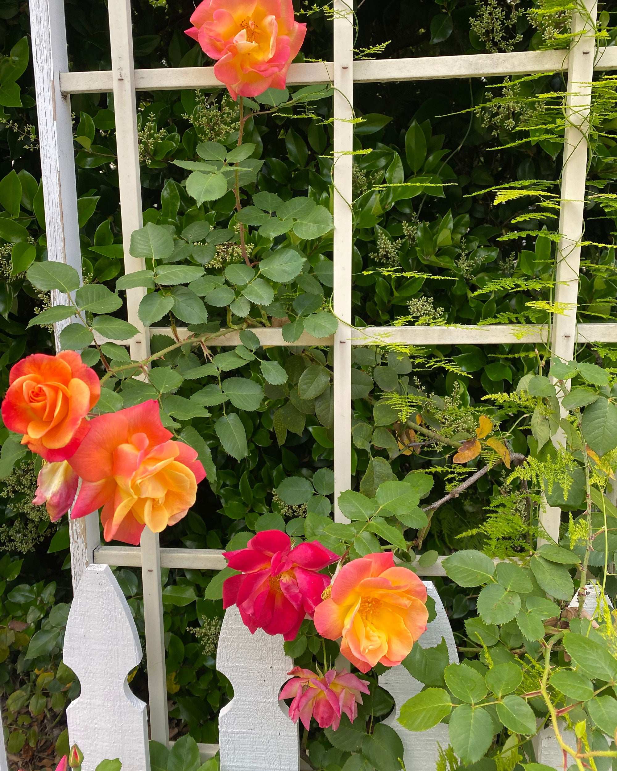 Joseph's Coat Rose climbing plant with vibrant orange and pink blooms on a trellis