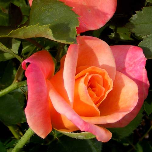 Joseph's Coat Rose in vibrant orange and pink hues, perfect for climbing in gardens and enhancing outdoor spaces
