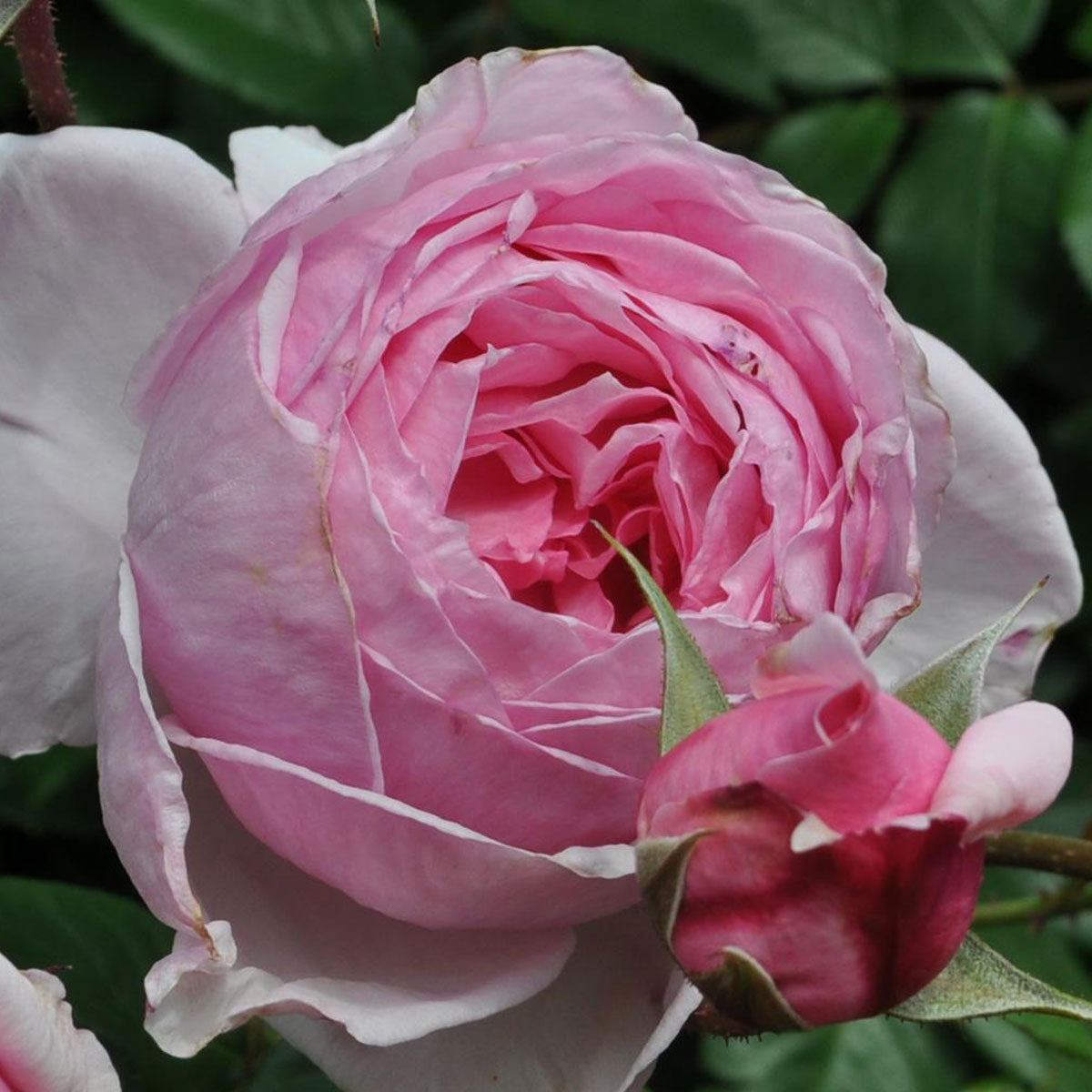 Kiss Me Kate Climbing Rose in a 1.5 gallon pot with lush pink blooms and healthy green foliage