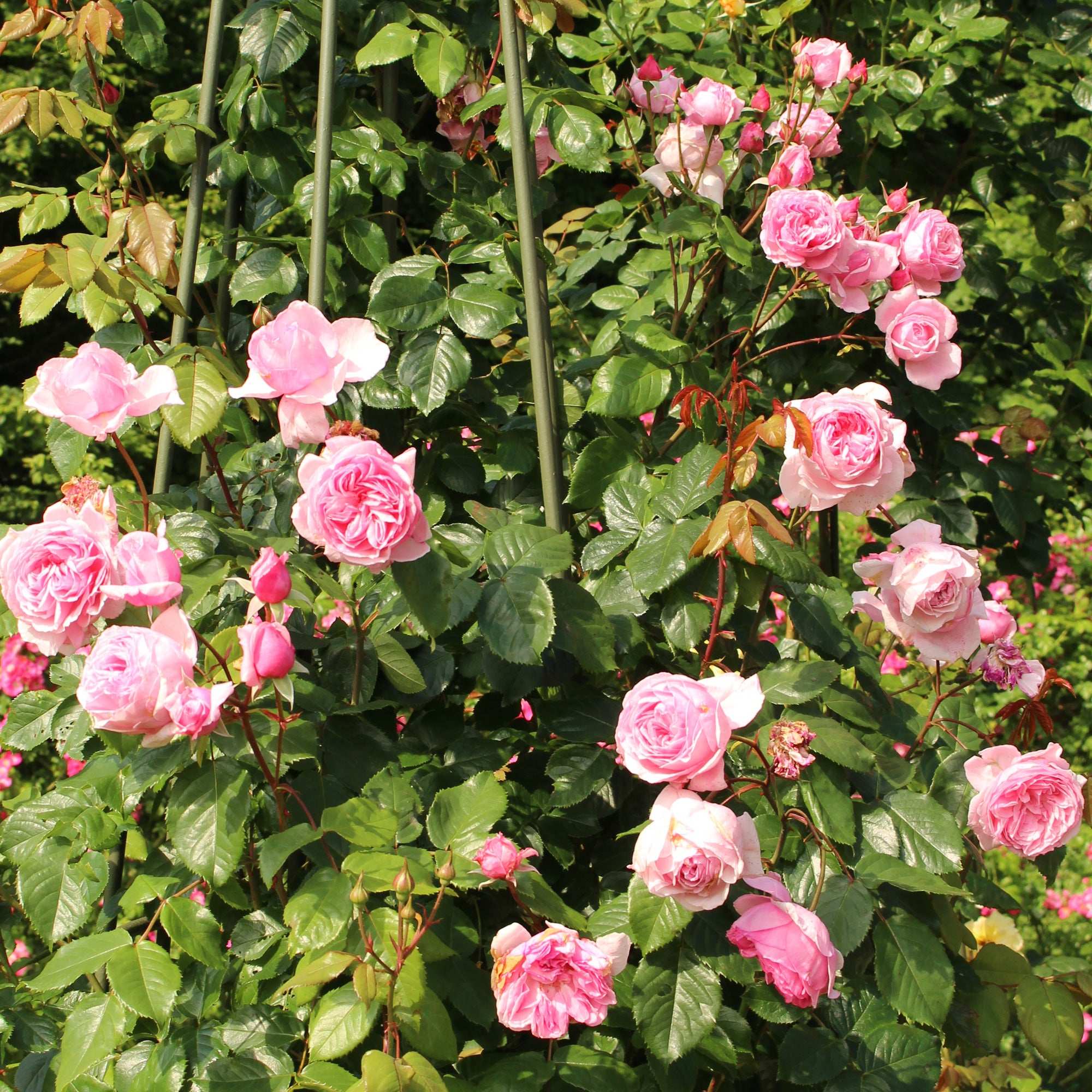 Kiss Me Kate Climbing Rose plant with lush pink blooms, perfect for enhancing gardens and outdoor spaces