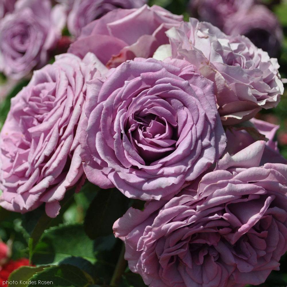Arborose Quicksilver Purple Climbing Rose plant in 1.5 gallon pot, featuring vibrant lavender blooms