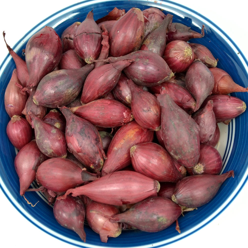 Fresh red onion sets in a blue bowl, Non-GMO Red Baron variety with 50-60 bulbs for planting
