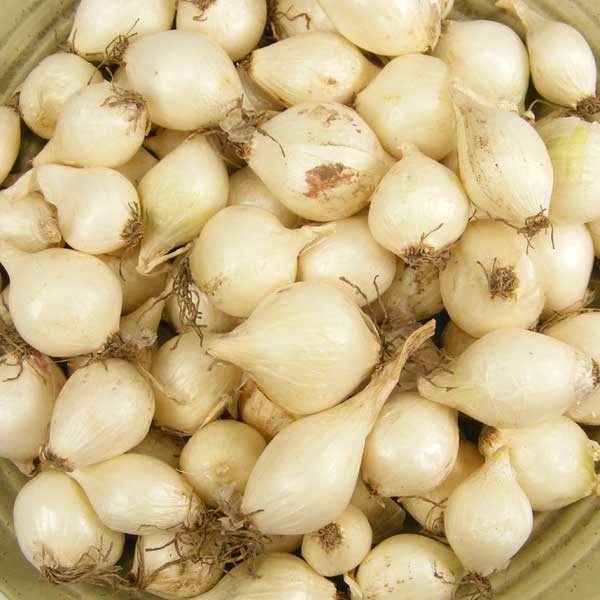 Fresh non-GMO white onion sets in 8 oz. package, perfect for home gardening and planting