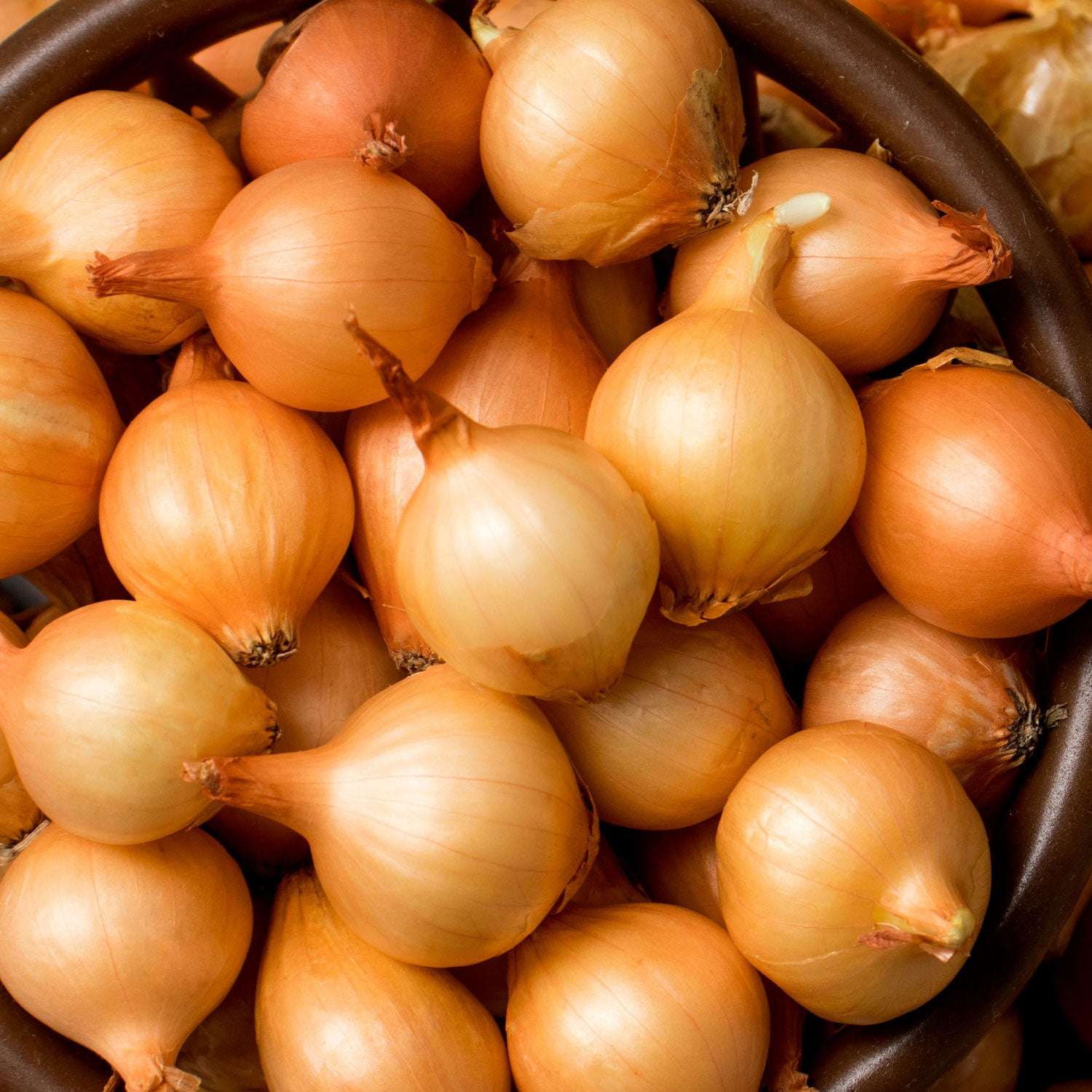 Yellow Stuttgarter Onion Sets 8 oz Non-GMO for planting in your garden from Fresh Garden Living