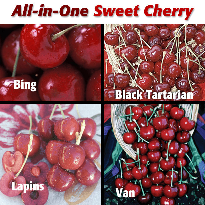 Sweet Cherry, 3 on 1 Multi Grafted Fruit Tree