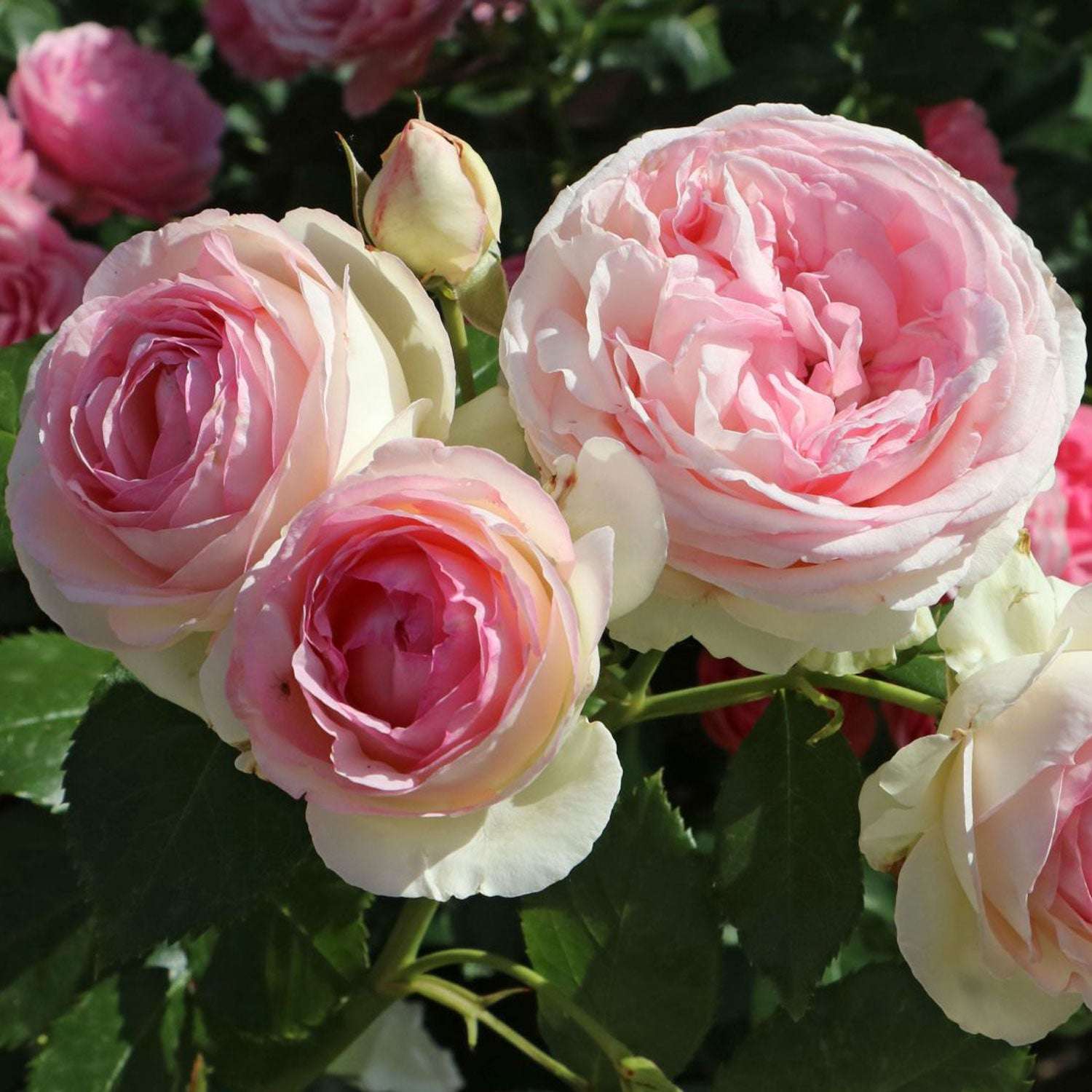 Eden Climbing Rose plant displaying beautiful pink blooms in a vibrant garden setting
