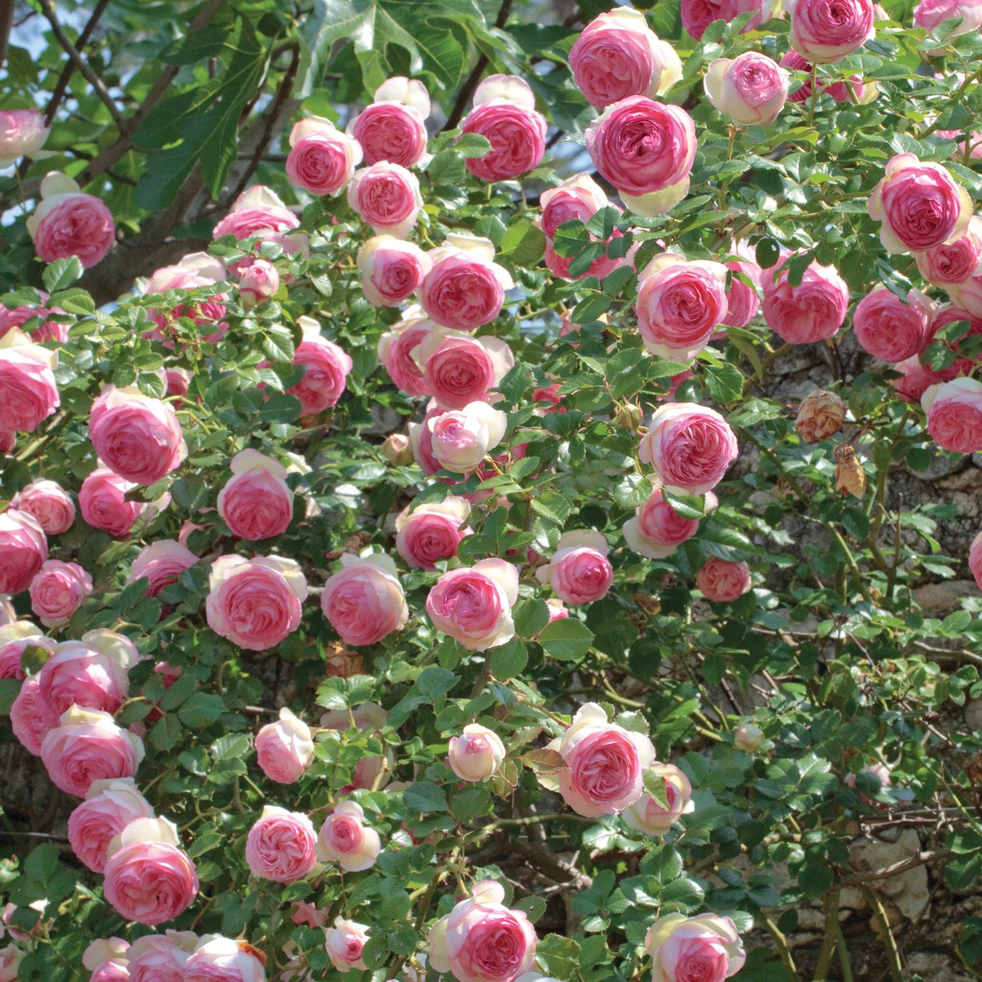 Eden Climbing Rose plant with lush pink blooms cascading on green foliage