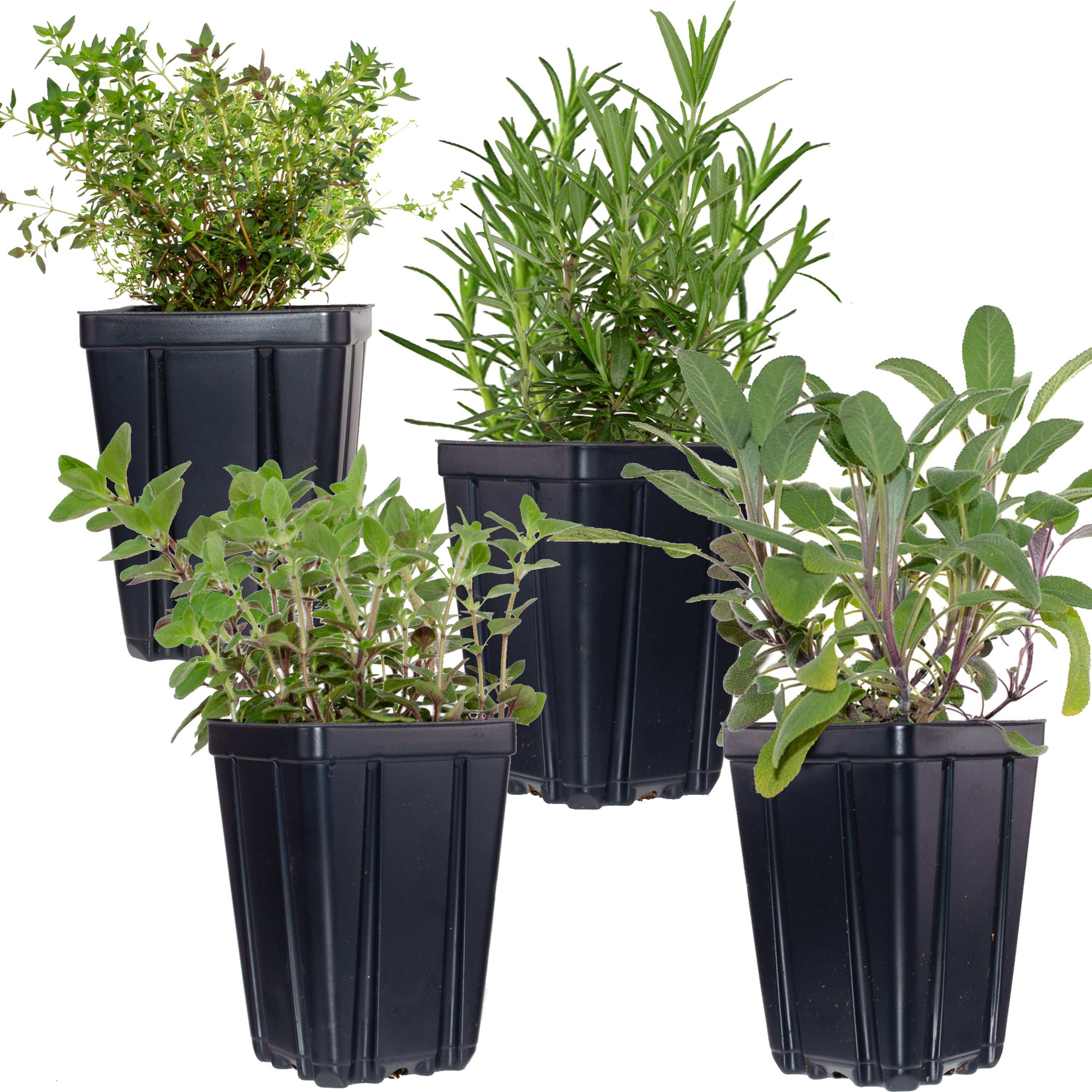 Set of four herb plants in black pots including thyme, rosemary, oregano, and sage