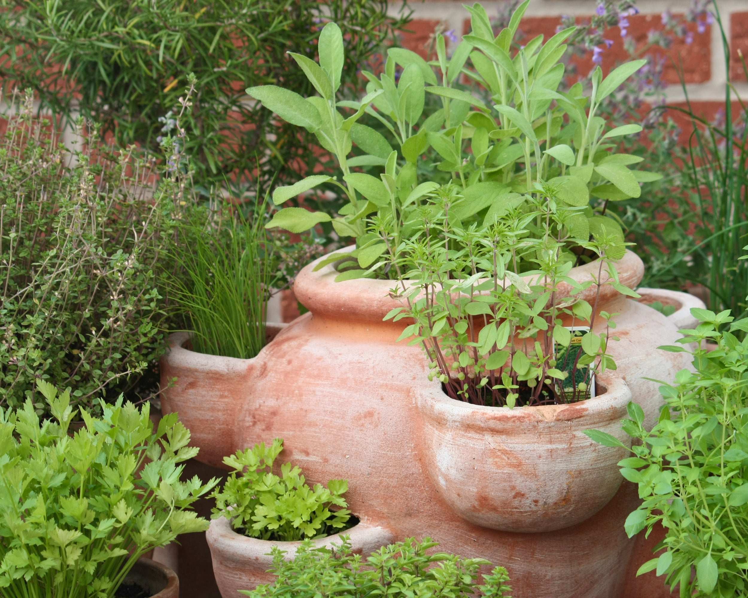 Fresh Garden Living herb plants growing in terracotta pots with vibrant green leaves and diverse varieties
