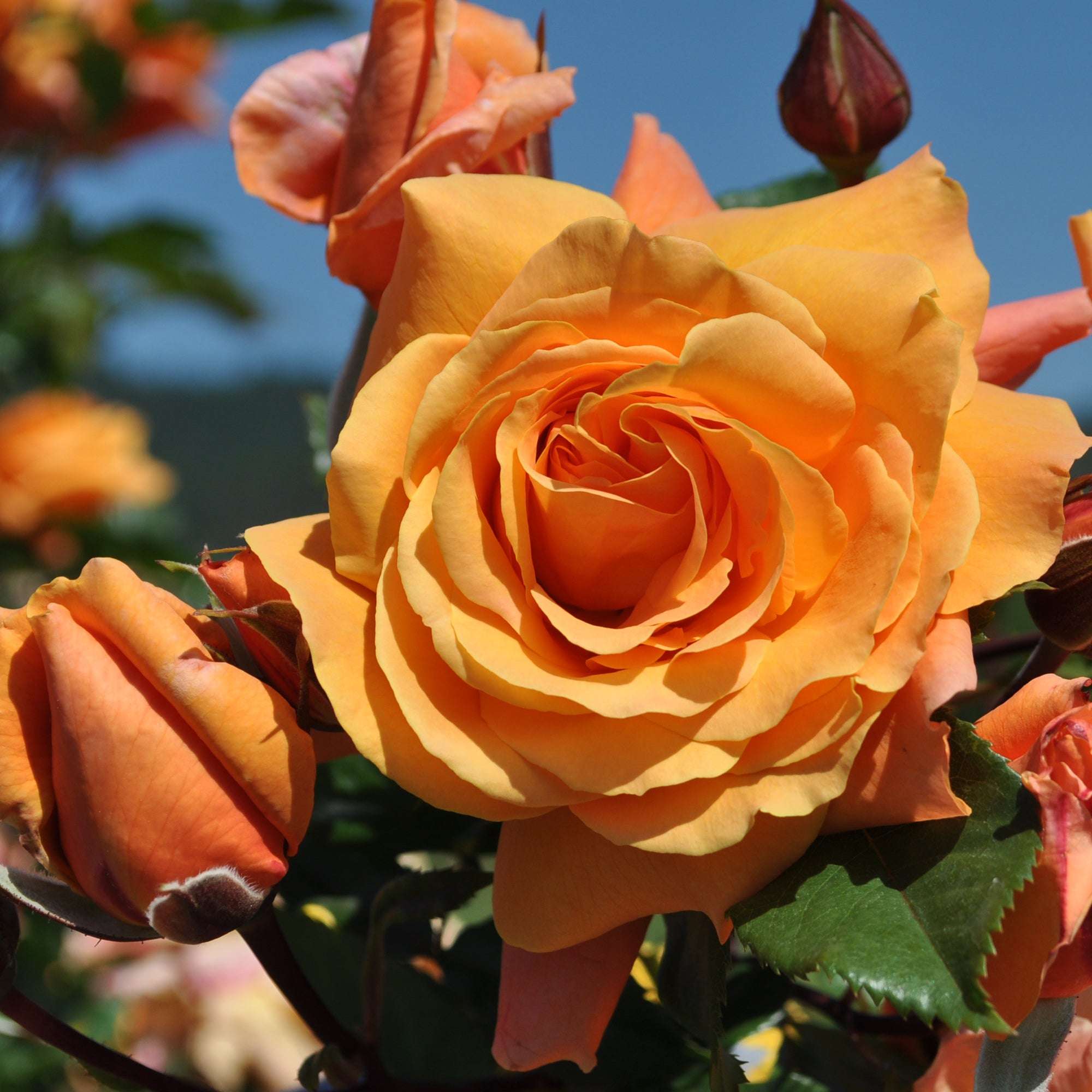 Vibrant orange climbing rose plant with lush blooms, perfect for garden displays from Fresh Garden Living