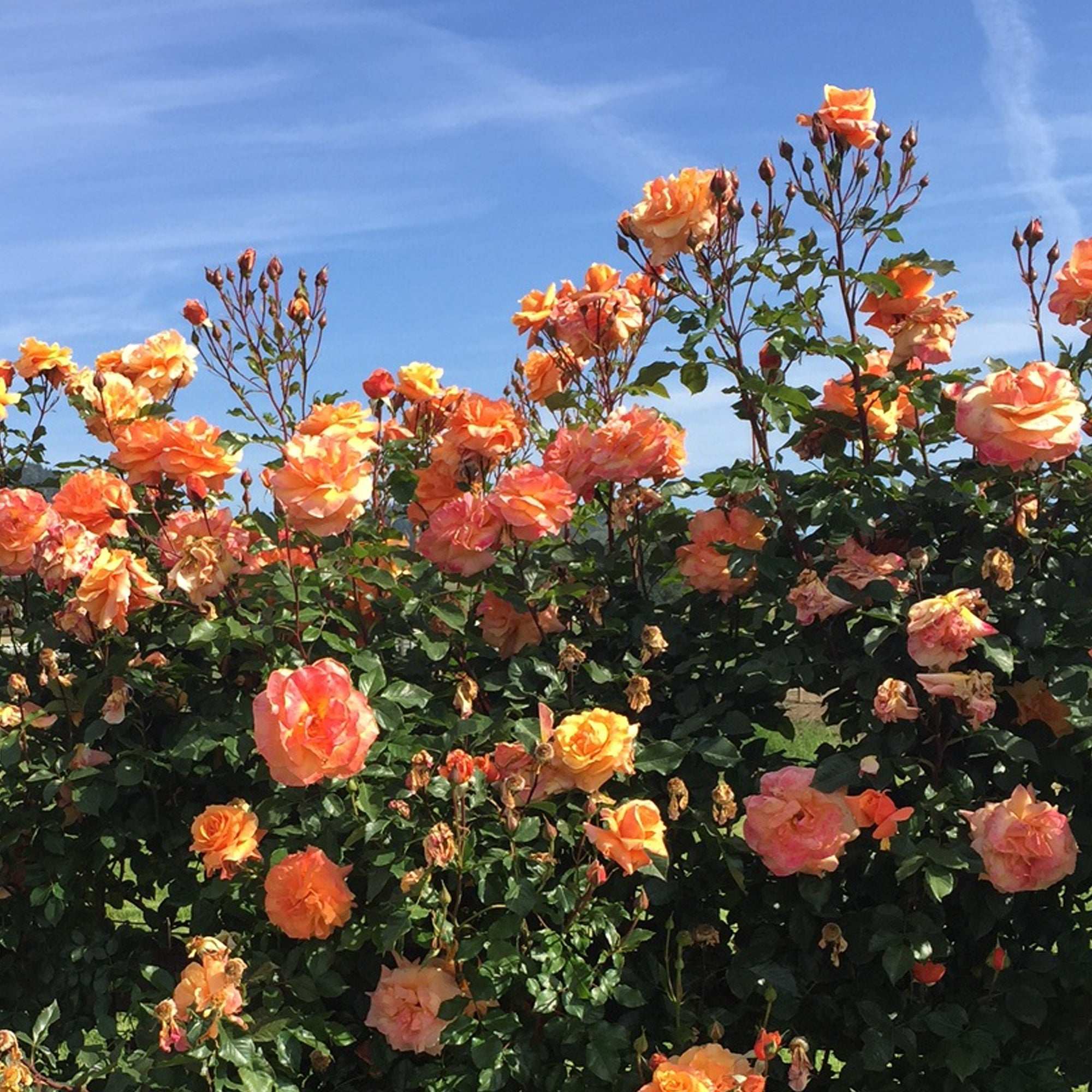 Vibrant orange climbing rose plant in full bloom against a bright blue sky by Fresh Garden Living