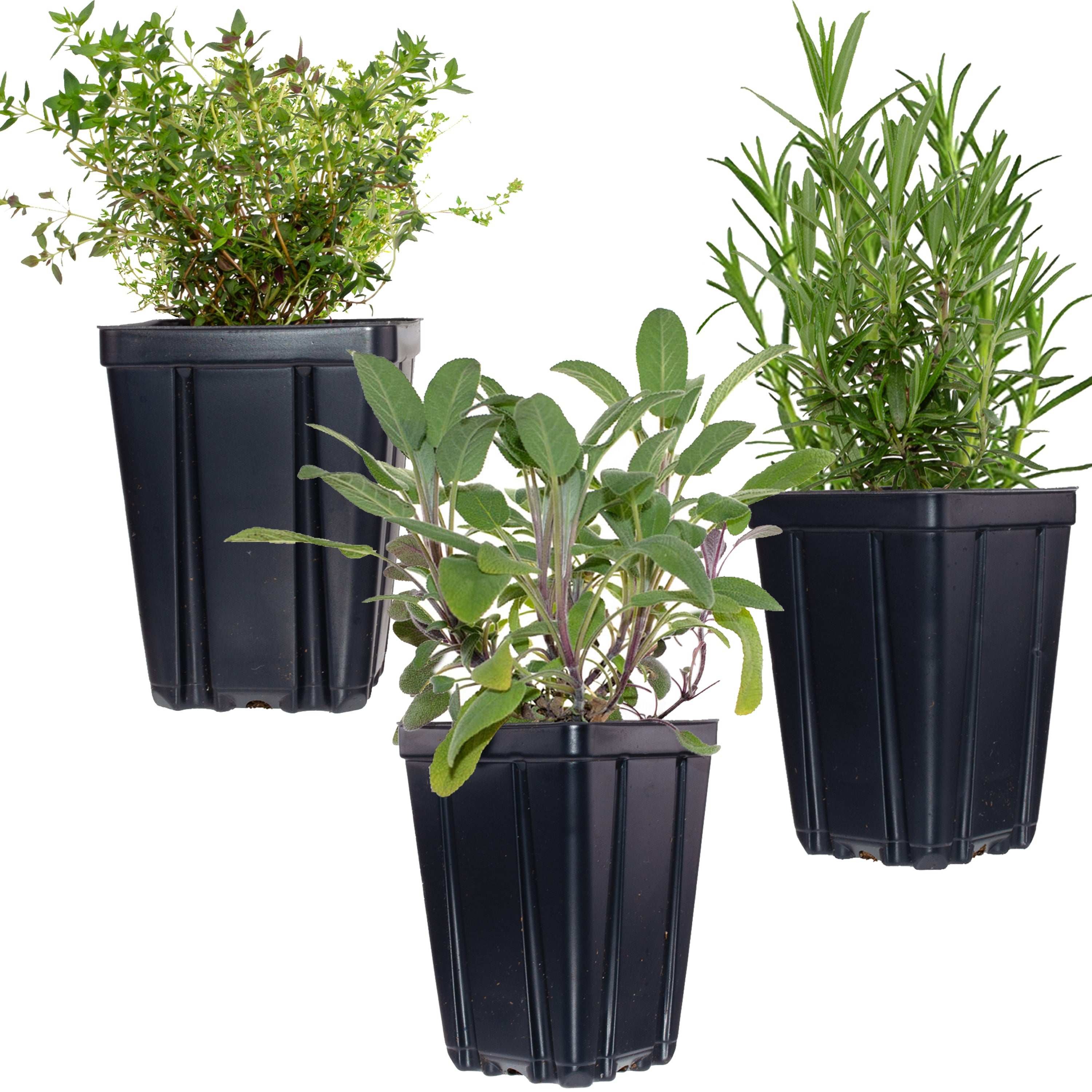 Fresh Garden Living herb collection featuring three potted plants: thyme, rosemary, and sage