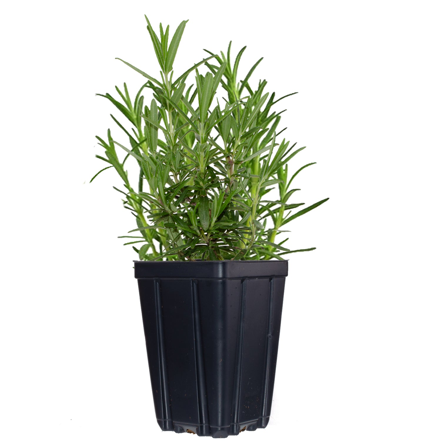 Fresh Garden Living Herb Collection featuring a healthy rosemary plant in a black pot