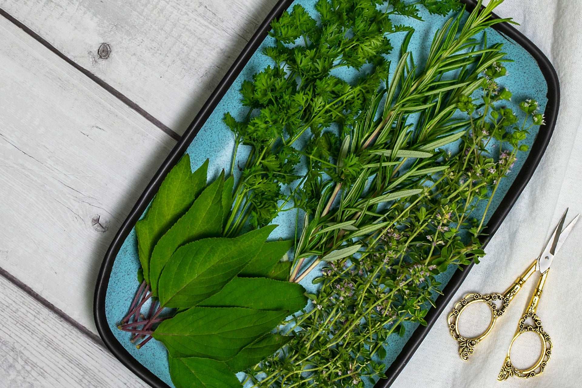 Fresh rosemary plants and assorted herbs on a blue tray with pruning scissors for culinary use