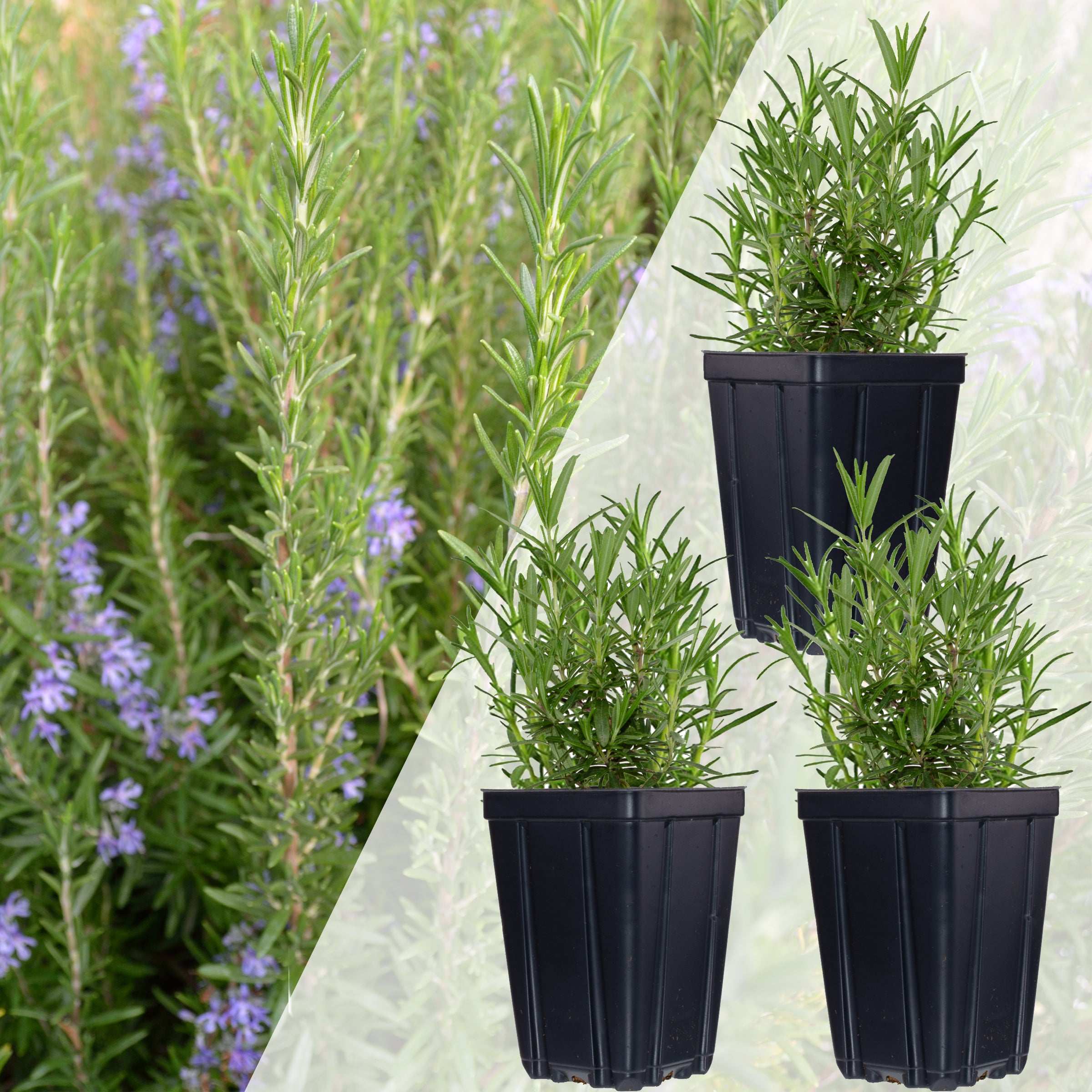 Fresh Garden Living rosemary plants in black pots, vibrant green with purple flowers