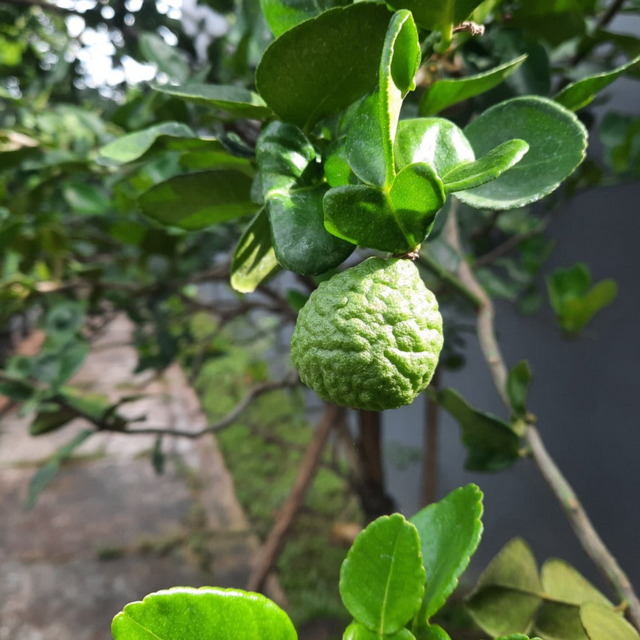 Kaffir Lime Tree (FL)