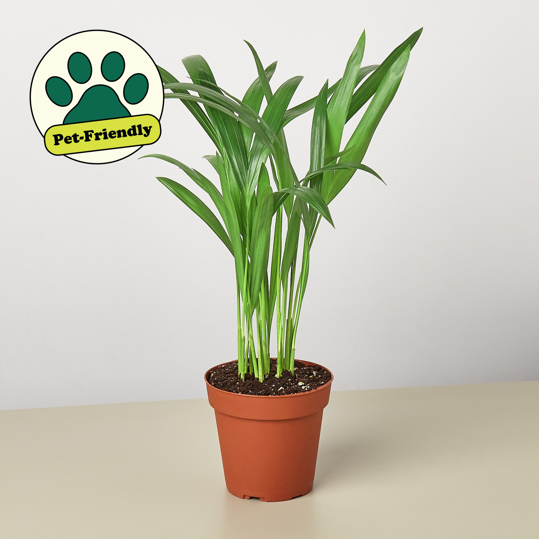areca palm bulb Areca Palm 6" Pot