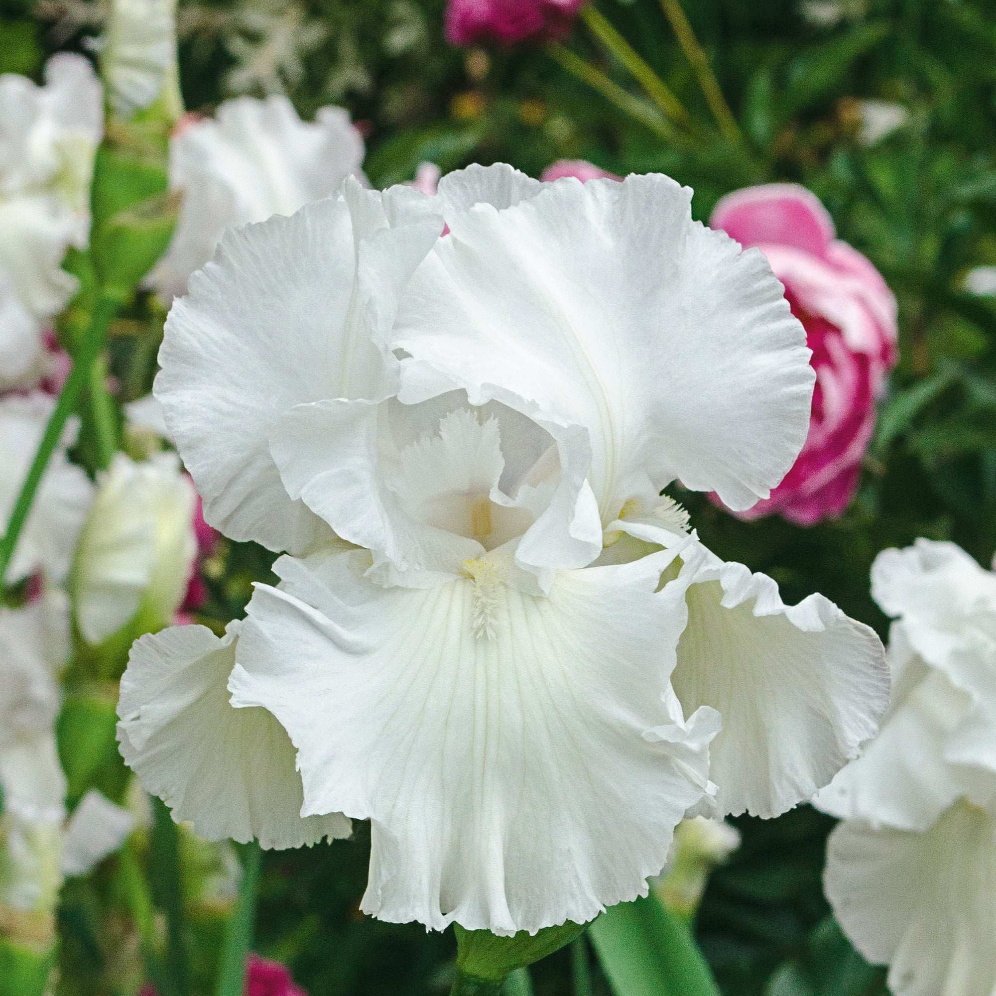 Immortality iris plant with large white blooms showcasing frilled petals, ideal for elegant gardens