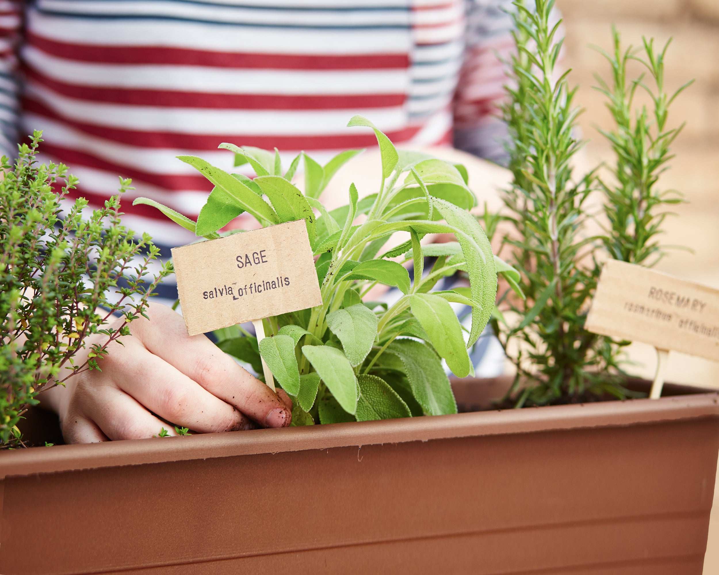 Fresh kitchen herb plants including sage and rosemary in a planter for home cooking