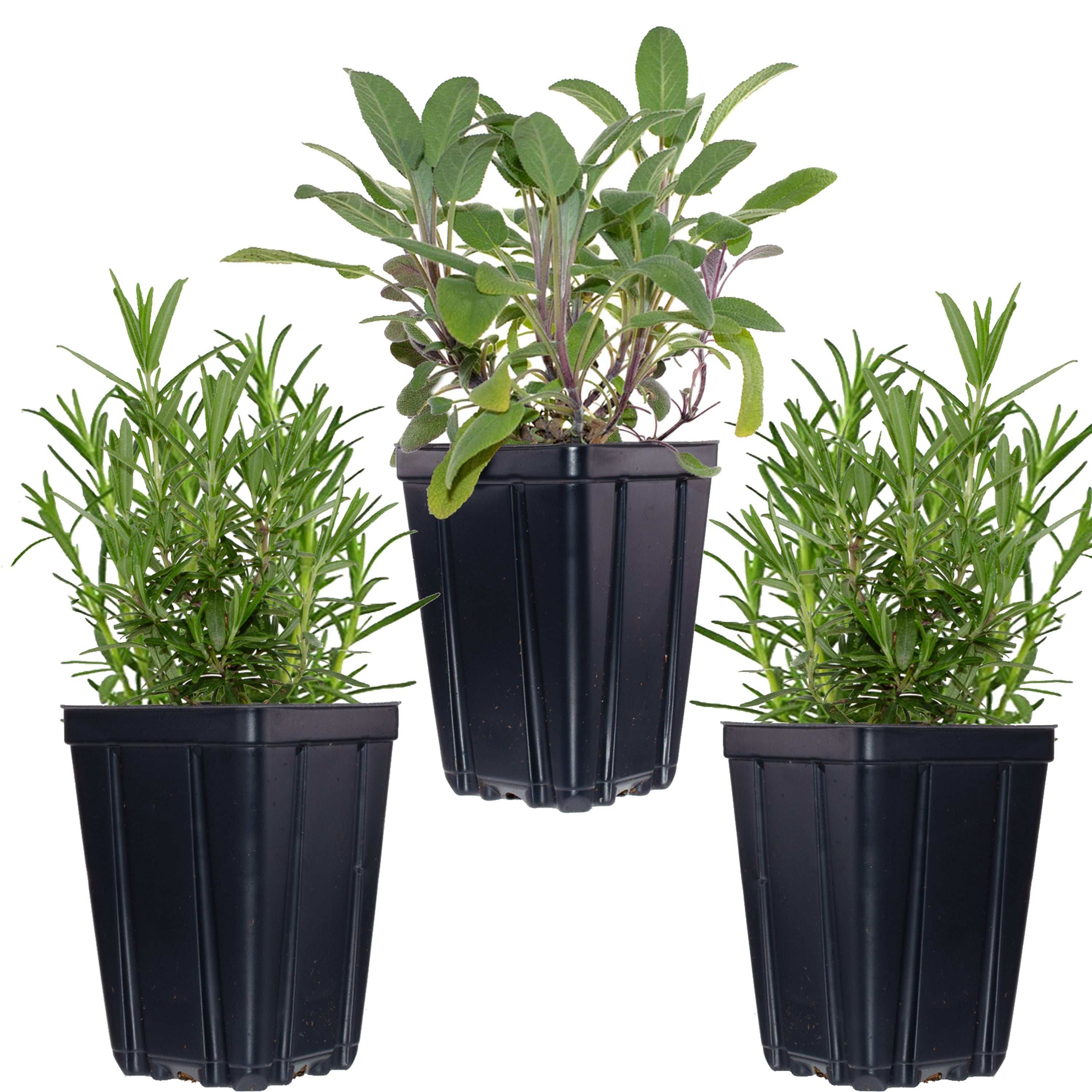 Assorted kitchen herb plants in black pots, perfect for home cooking and fresh flavor enhancement