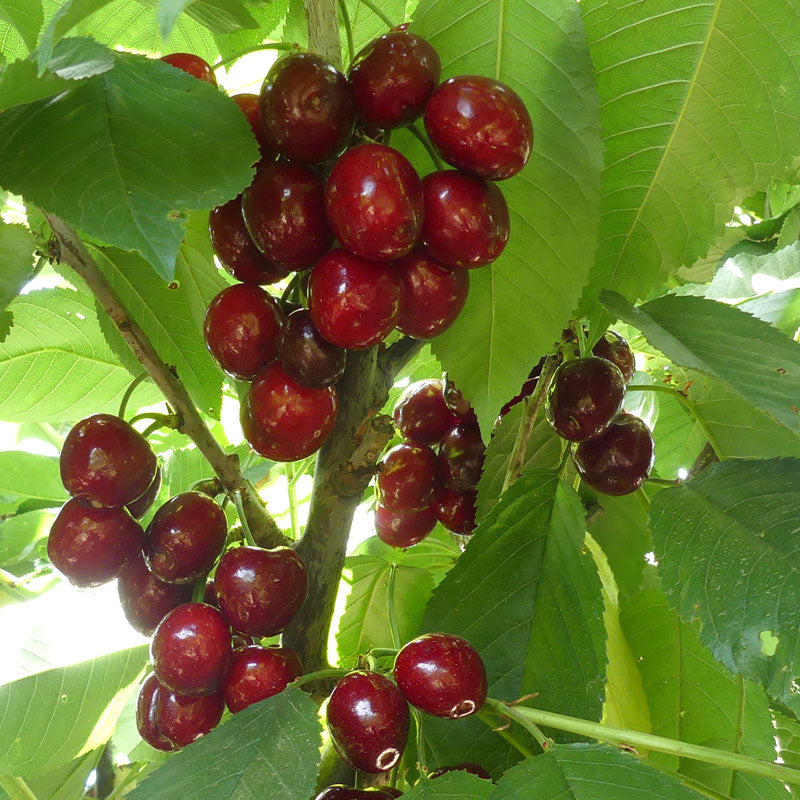 Sweet Cherry, 3 on 1 Multi Grafted Fruit Tree