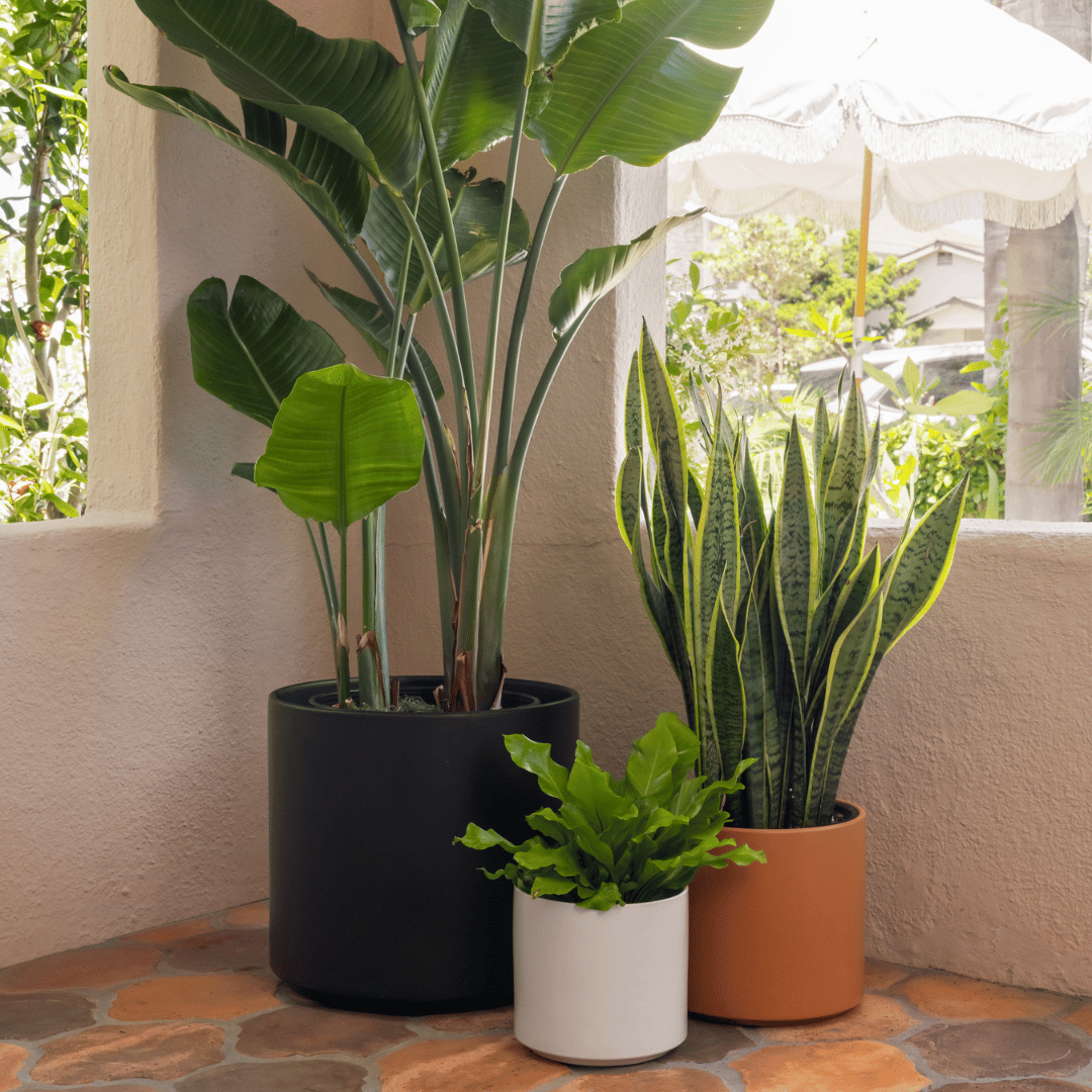 1st Generation, Solid Goods Ceramic Cylinder– With or Without Square Mahogany Stand (FINAL SALE)