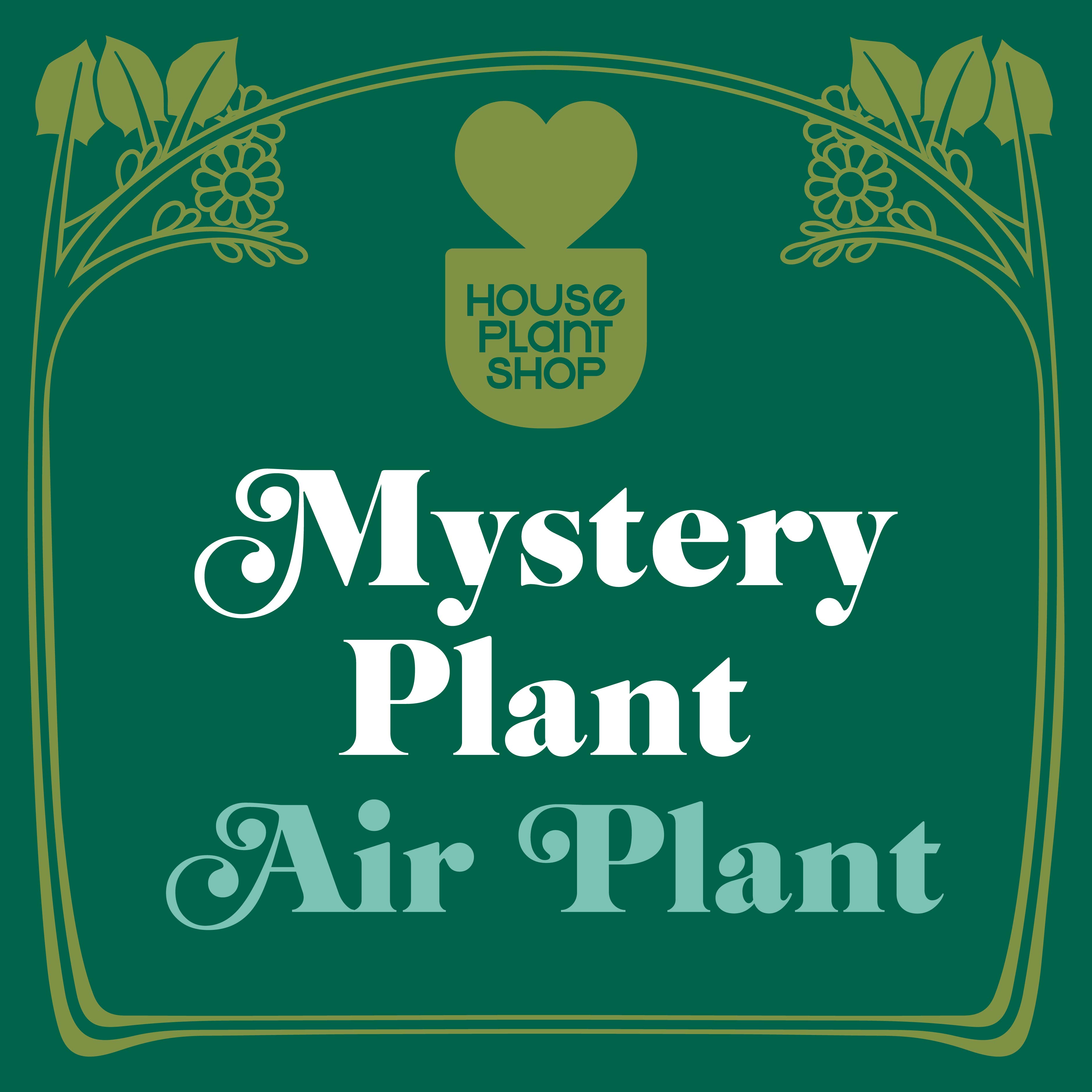 air plant mystery box Mystery Air Plant