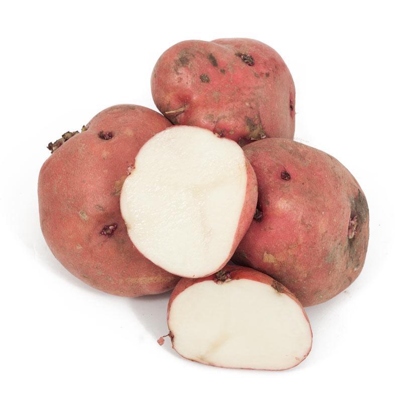 Organic Red Pontiac Seed Potato (lb)