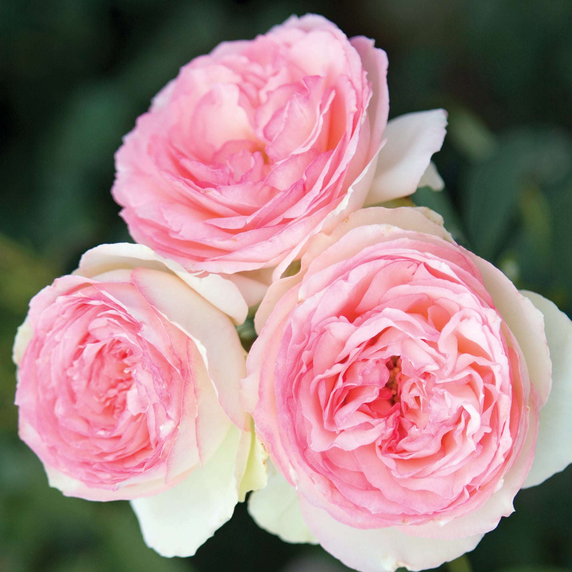 Eden Climbing Rose with soft pink blooms showcasing delicate layers for beautiful garden decor