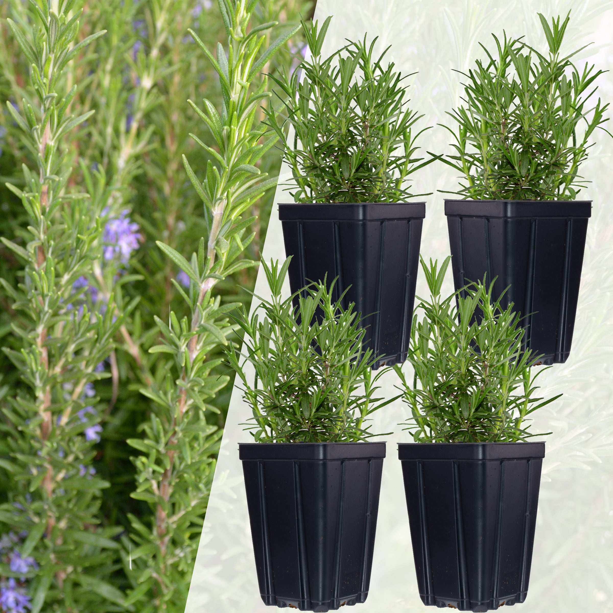 Four Fresh Garden Living rosemary plants in black pots for culinary and gardening use