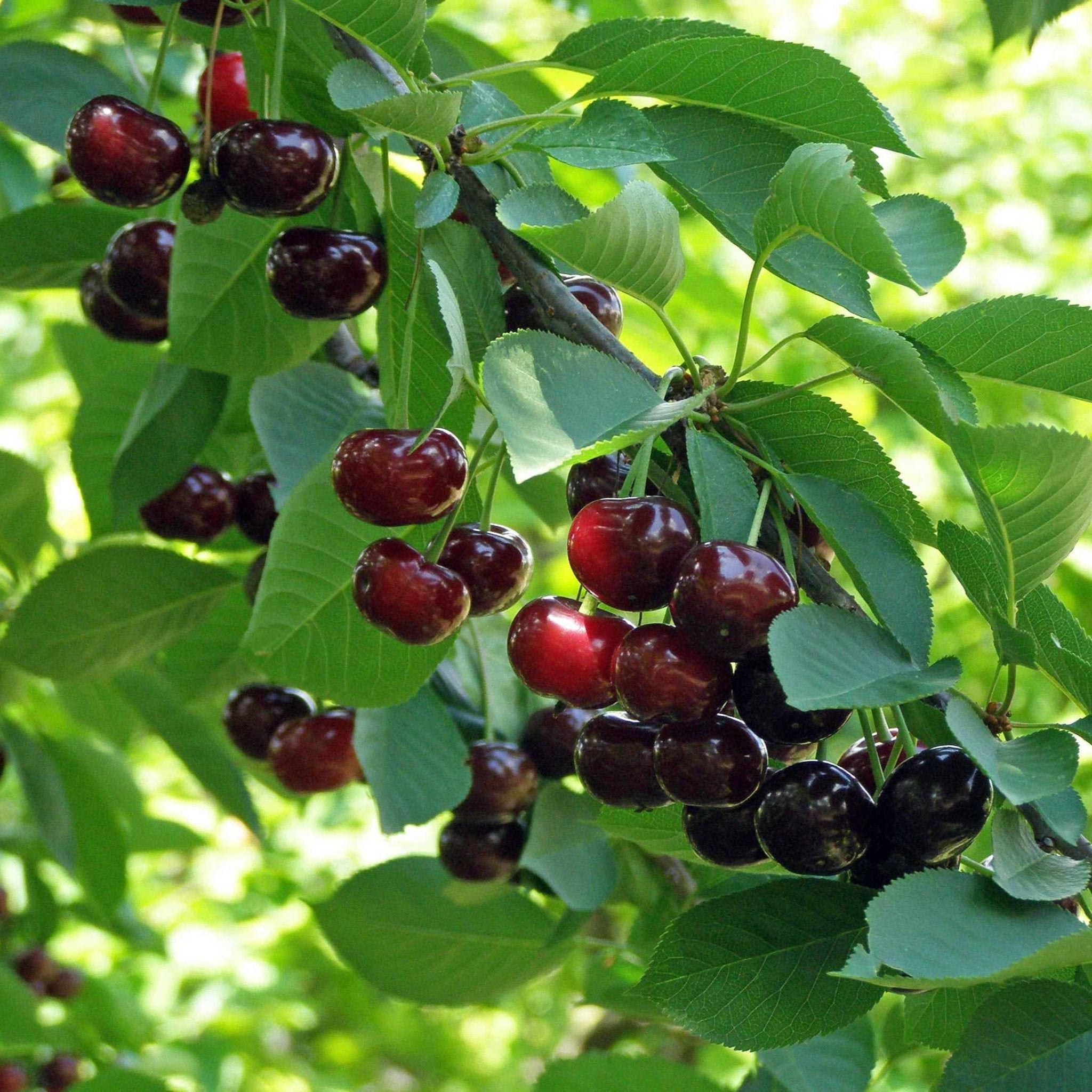 Romeo and Juliet Cherry Trees